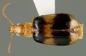 Media type: image;   Entomology 23525 Aspect: habitus dorsal view